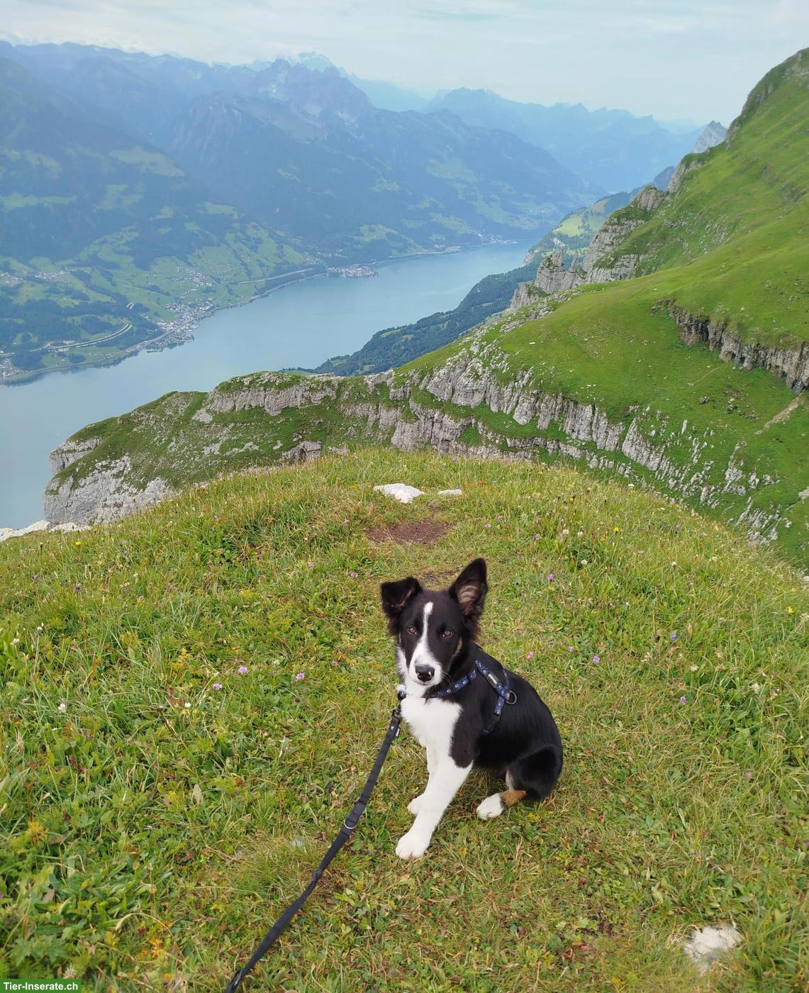 Bild 4: Hundebetreuung, Hundespaziergang
