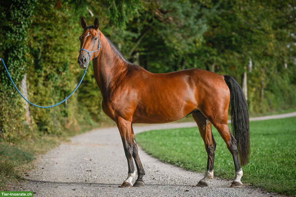 11-jährige Warmblutstute mit Vorwärtsdrang und Springvermögen