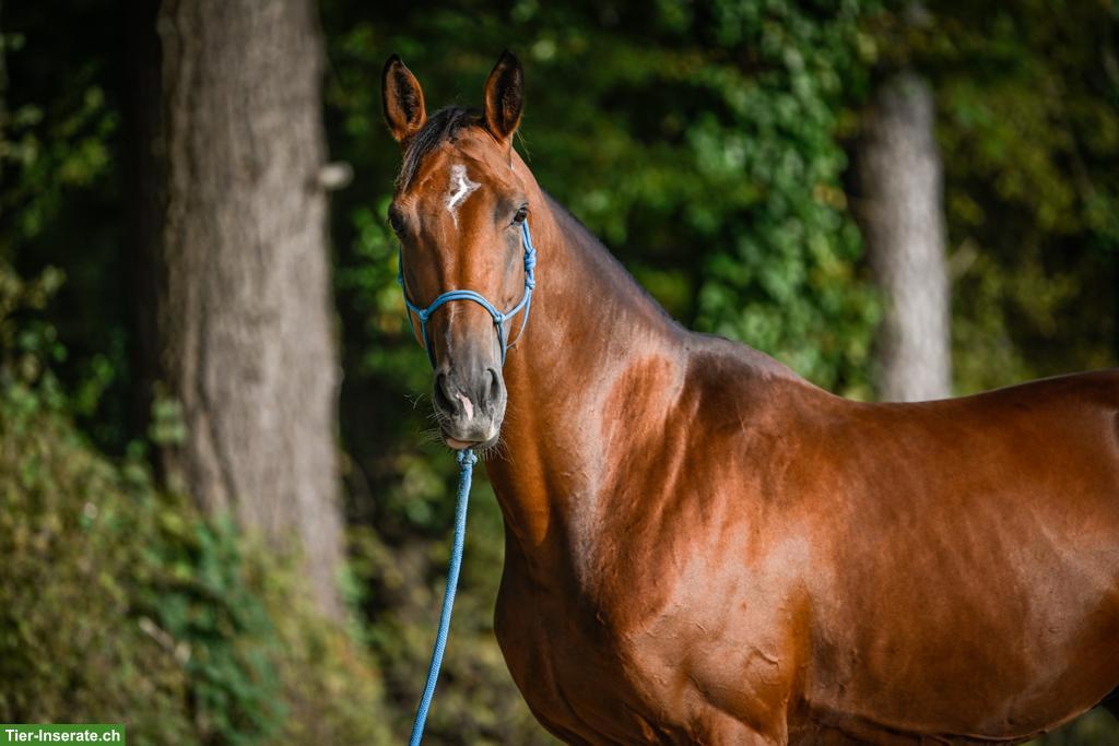 Bild 2: 11-jährige Warmblutstute mit Vorwärtsdrang und Springvermögen