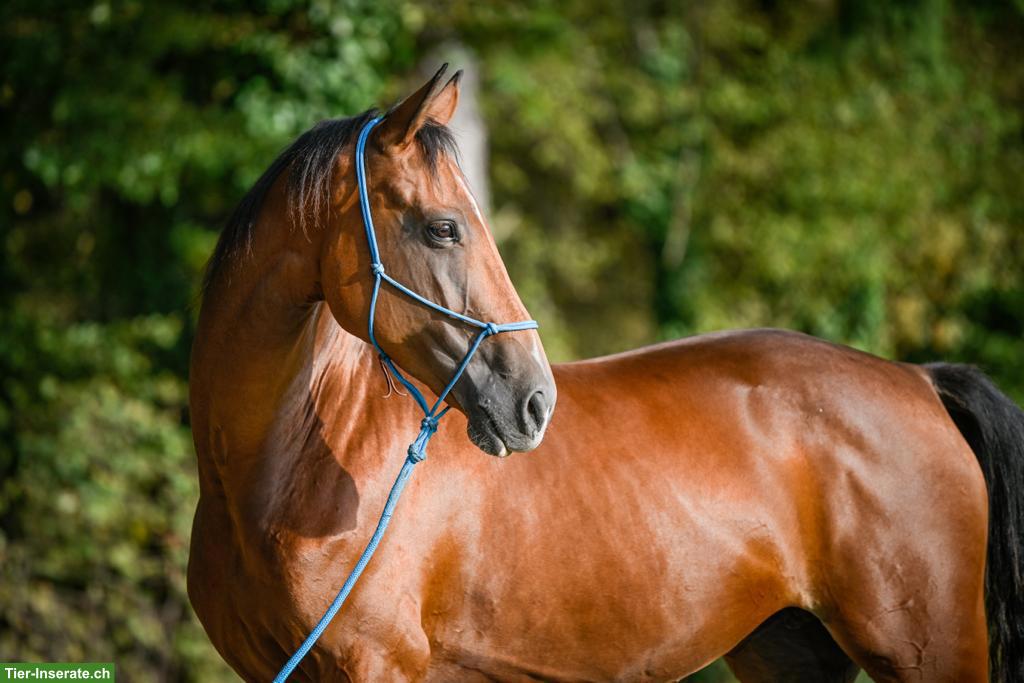 Bild 3: 11-jährige Warmblutstute mit Vorwärtsdrang und Springvermögen