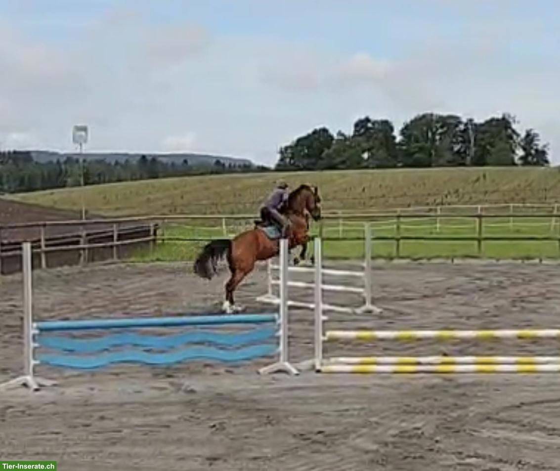 Bild 4: 11-jährige Warmblutstute mit Vorwärtsdrang und Springvermögen