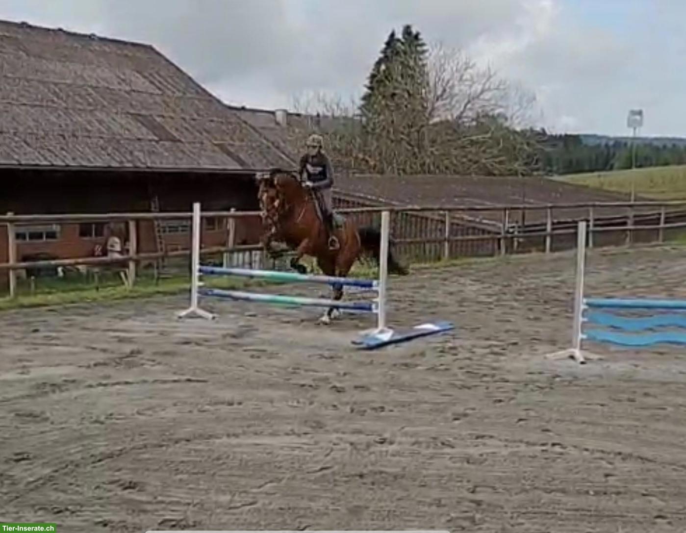 Bild 5: 11-jährige Warmblutstute mit Vorwärtsdrang und Springvermögen