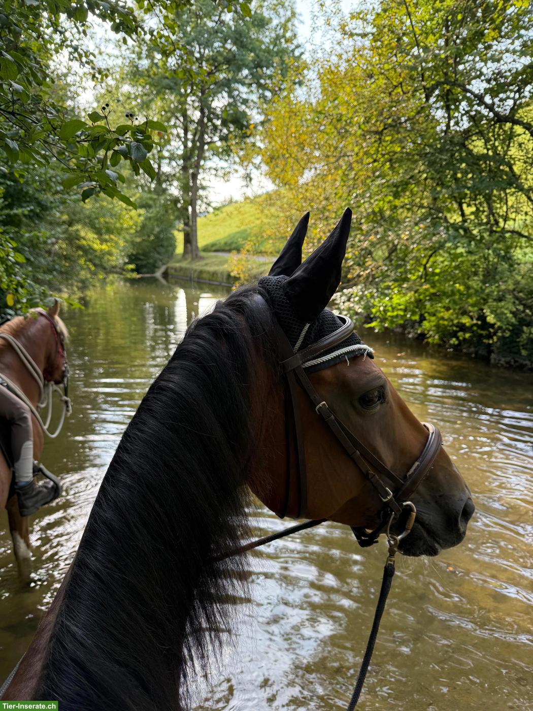 Bild 7: 11-jährige Warmblutstute mit Vorwärtsdrang und Springvermögen