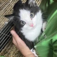 Bauernhof Katzenbabys abzugeben