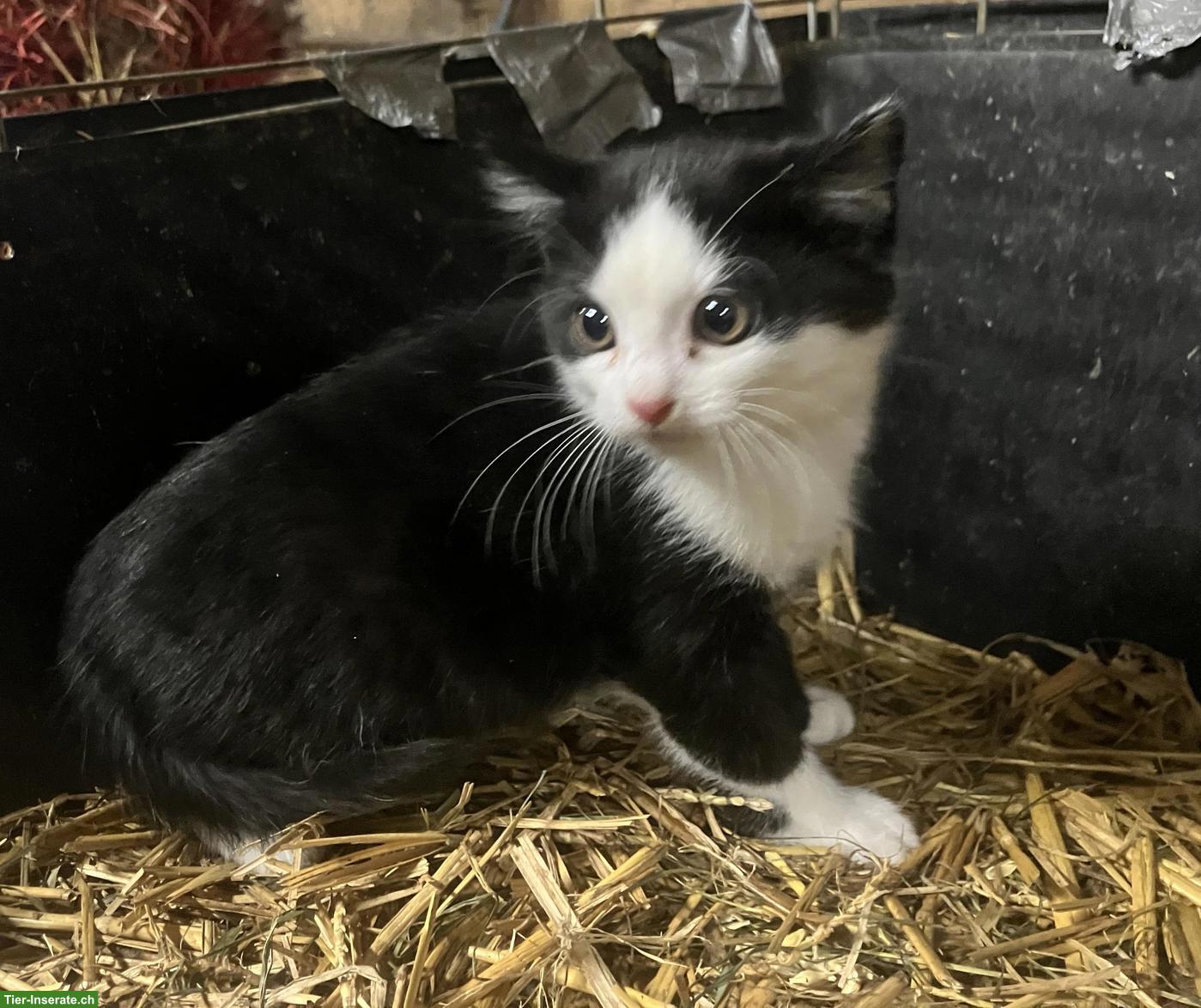 Bild 2: Bauernhof Katzenbabys abzugeben