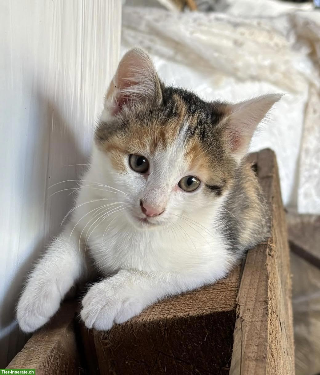 Bild 3: Bauernhof Katzenbabys abzugeben