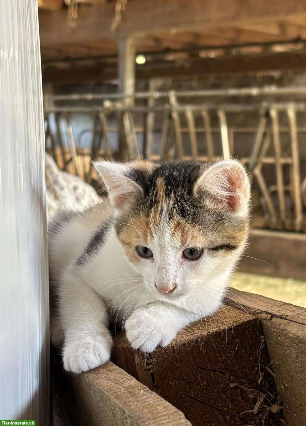 Bild 4: Bauernhof Katzenbabys abzugeben