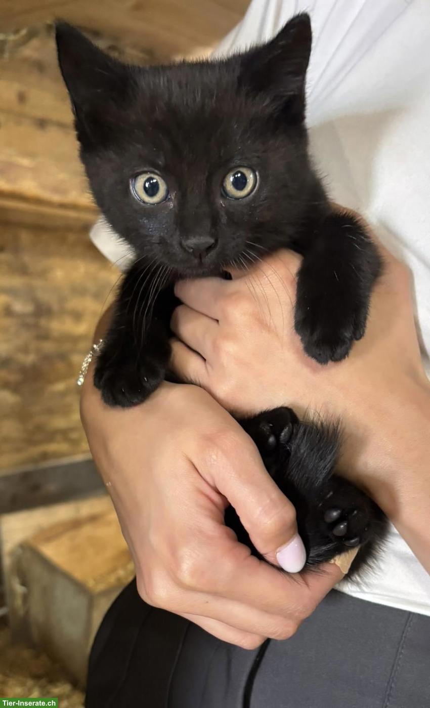 Bild 5: Bauernhof Katzenbabys abzugeben