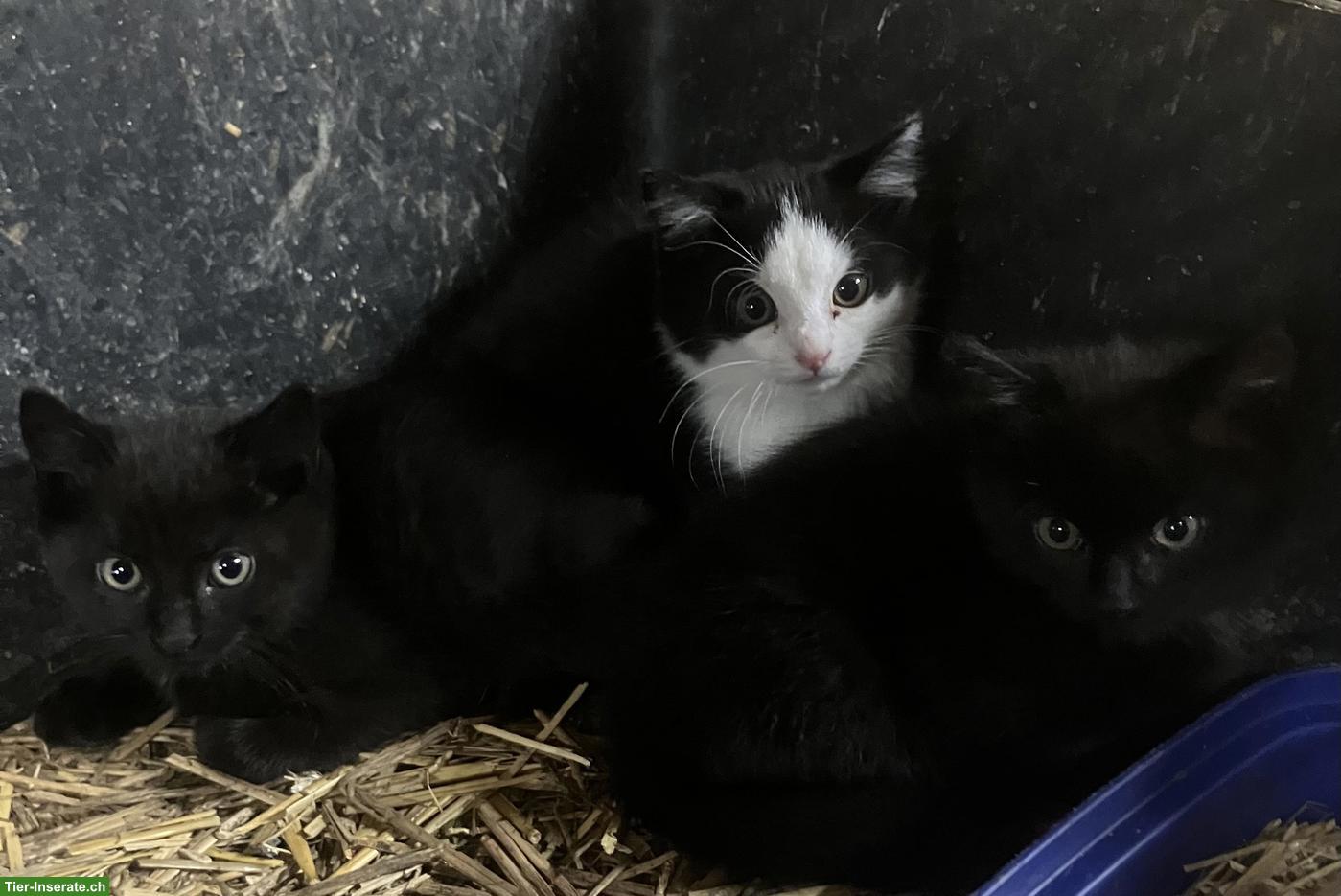 Bild 6: Bauernhof Katzenbabys abzugeben