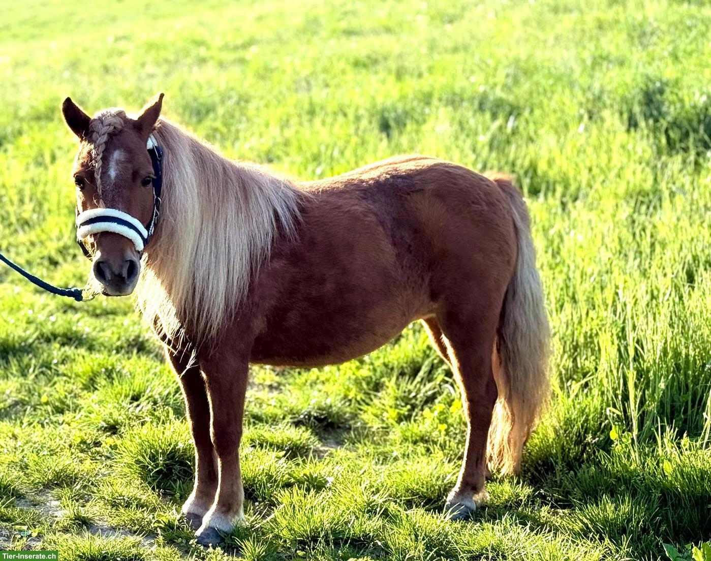 Hübsche Shetty Stute, 96cm, mit holländischen Papieren