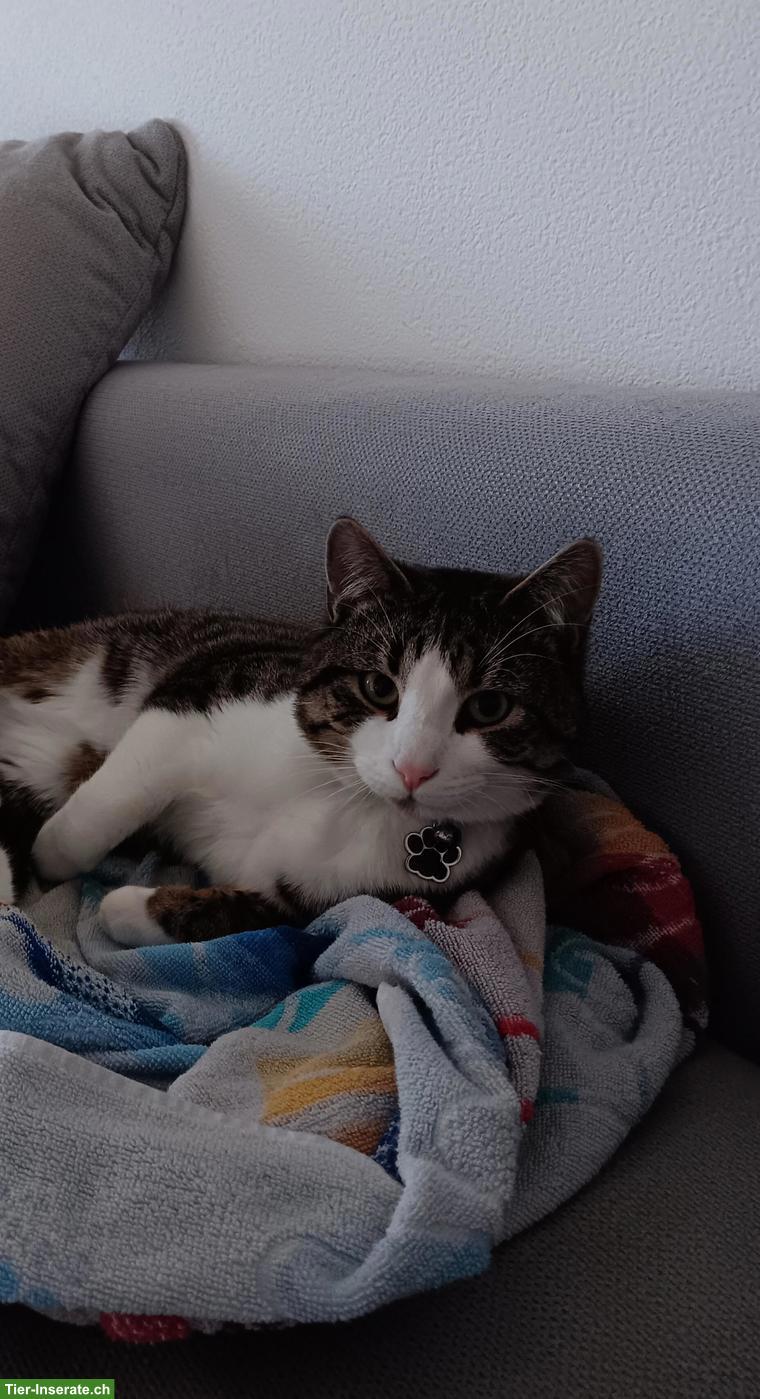 Junge Kurzhaar Hauskatze, Kater