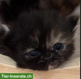 Perser Kitten mit Näschen zu verkaufen