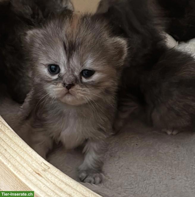 Bild 2: Perser Kitten mit Näschen zu verkaufen