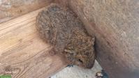 Baby Meerschweinchen abzugeben