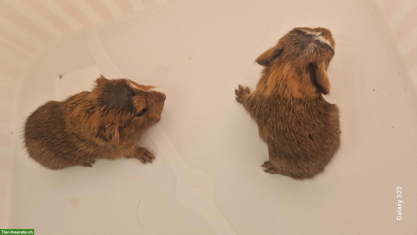 Bild 5: Baby Meerschweinchen abzugeben