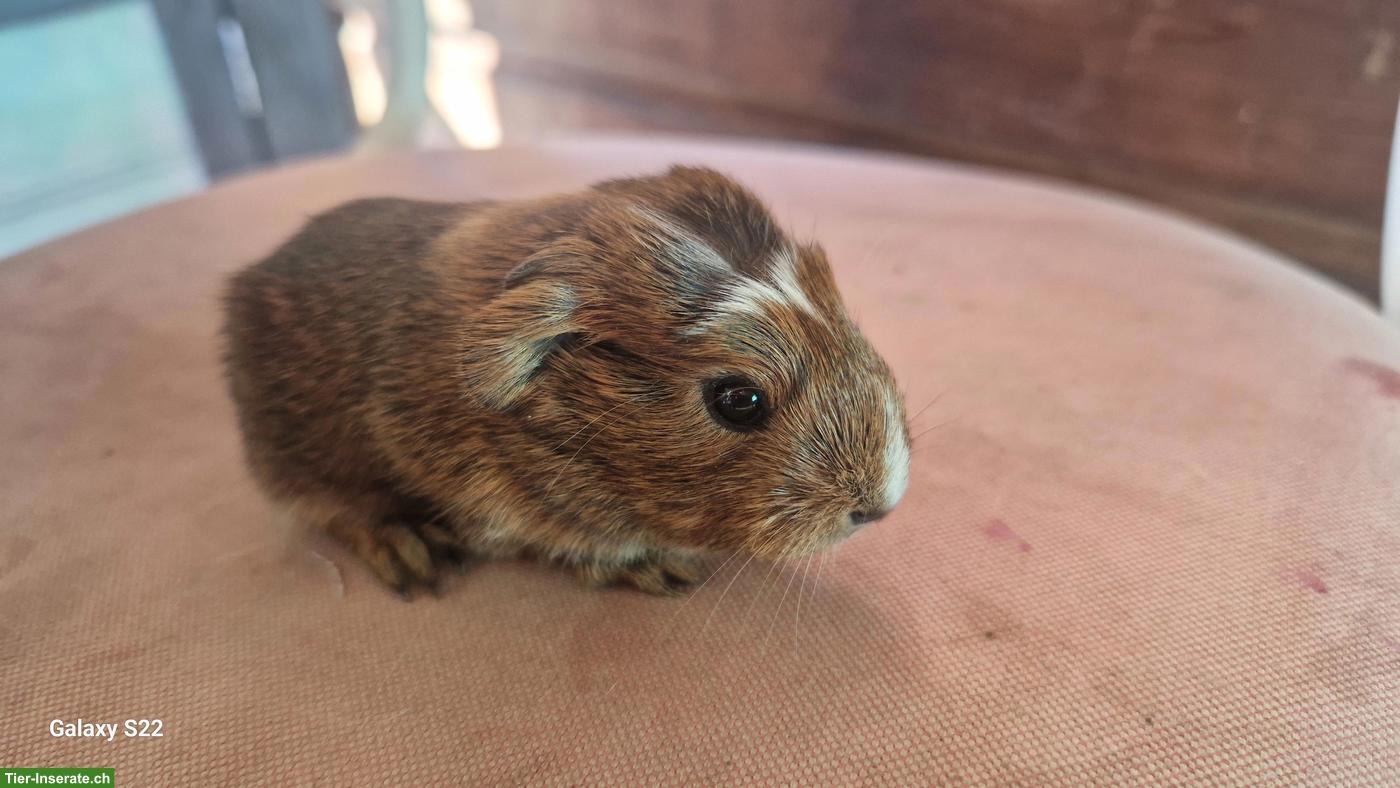 Bild 6: Baby Meerschweinchen abzugeben