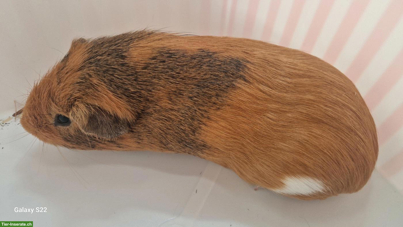 Bild 7: Baby Meerschweinchen abzugeben