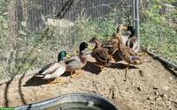Junge Stockenten aus Naturbrut zu verkaufen