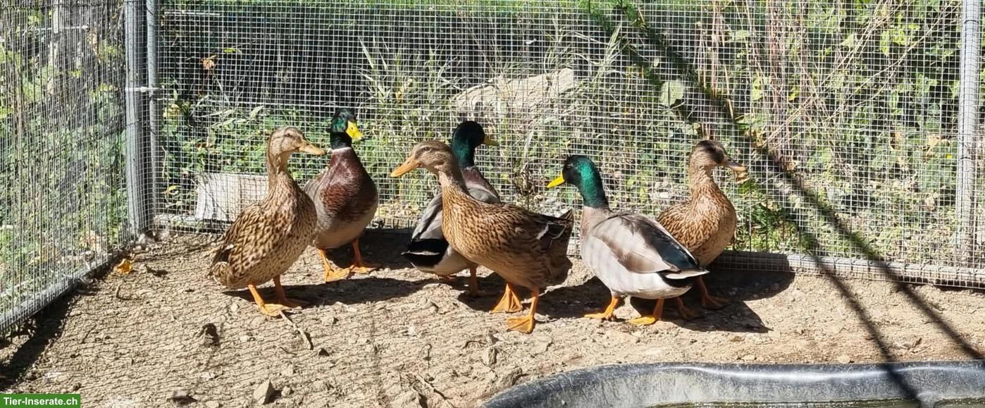 Bild 2: Junge Stockenten aus Naturbrut zu verkaufen