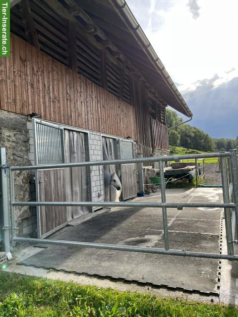 Bild 4: Pferde Auslaufboxen Selbstversorger in Reichenburg SZ