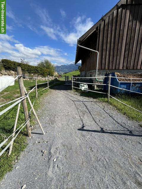 Bild 5: Pferde Auslaufboxen Selbstversorger in Reichenburg SZ