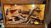 Zwergbartagame Männchen mit Terrarium & Zubehör