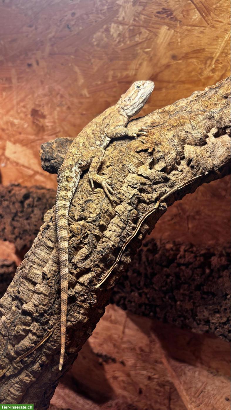 Bild 2: Zwergbartagame Männchen mit Terrarium & Zubehör