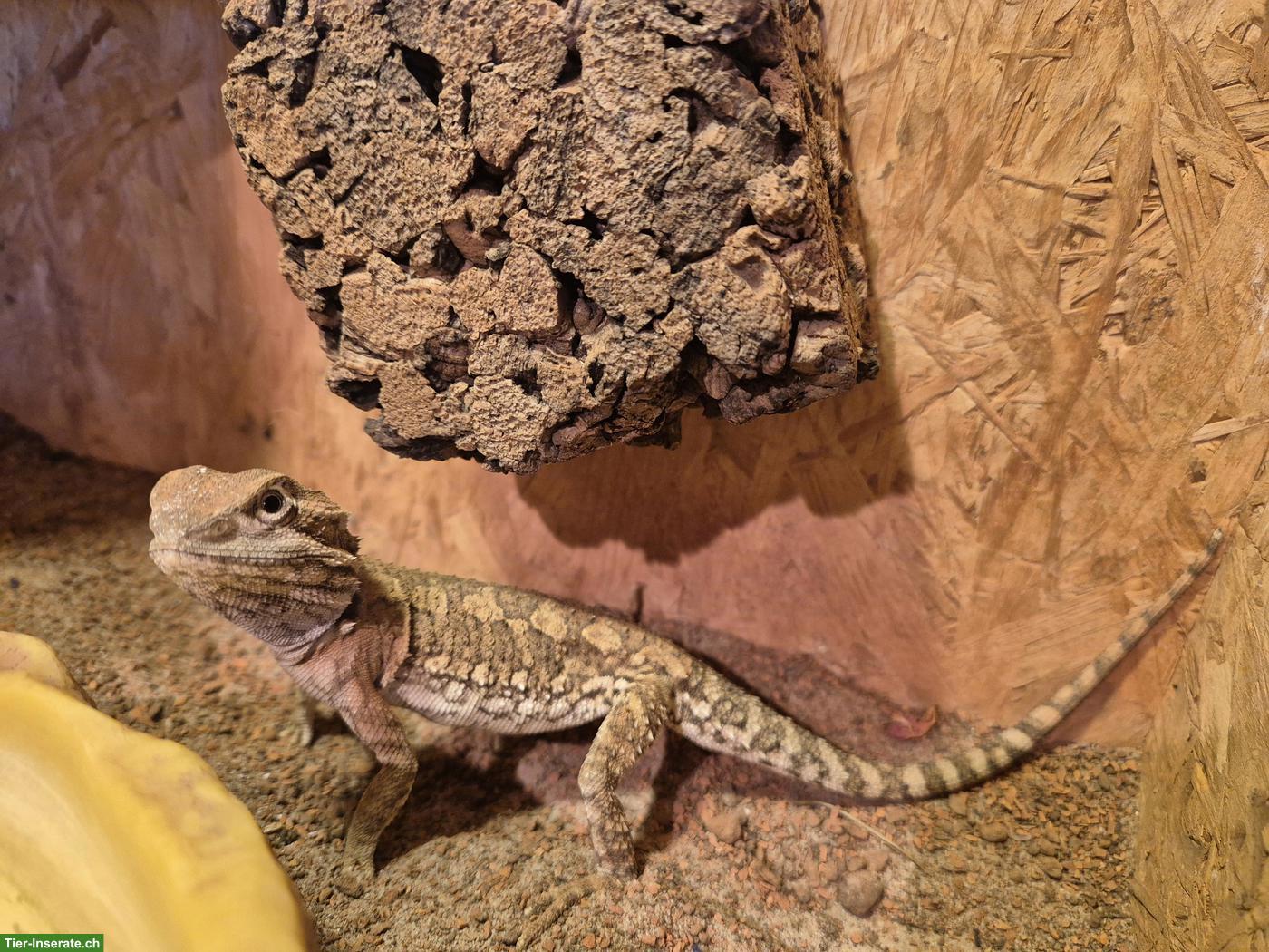 Bild 3: Zwergbartagame Männchen mit Terrarium & Zubehör