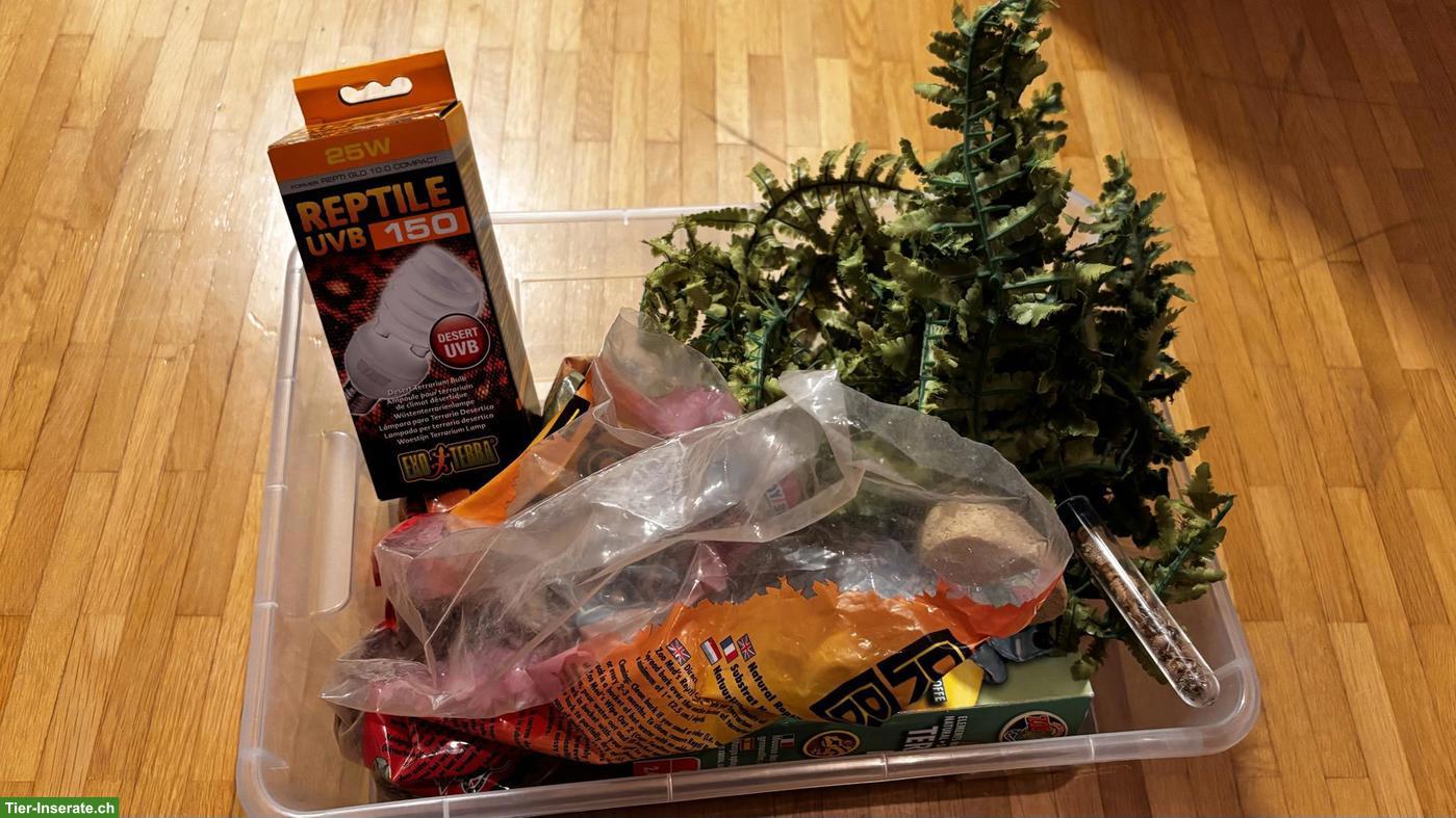 Bild 5: Zwergbartagame Männchen mit Terrarium & Zubehör