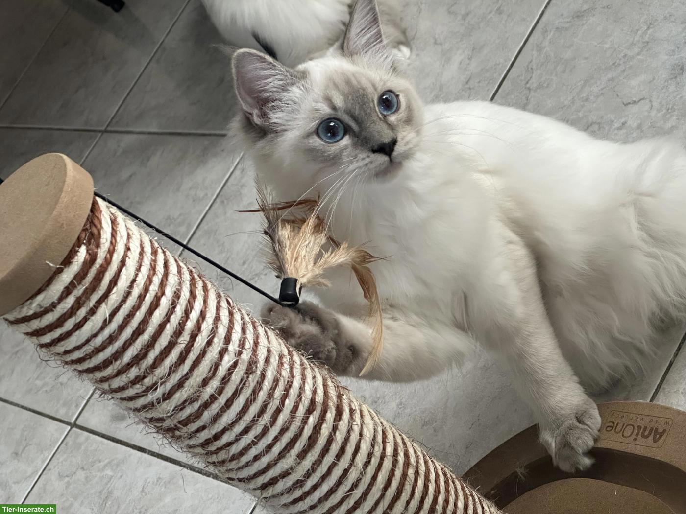 Heilige Birma Katze, Prinzessin sucht liebevolles Zuhause