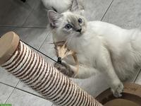 Heilige Birma Katze, Prinzessin sucht liebevolles Zuhause