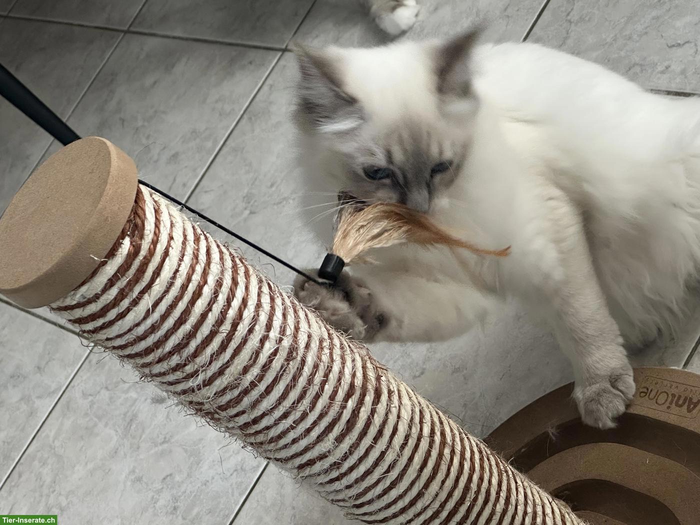 Bild 2: Heilige Birma Katze, Prinzessin sucht liebevolles Zuhause