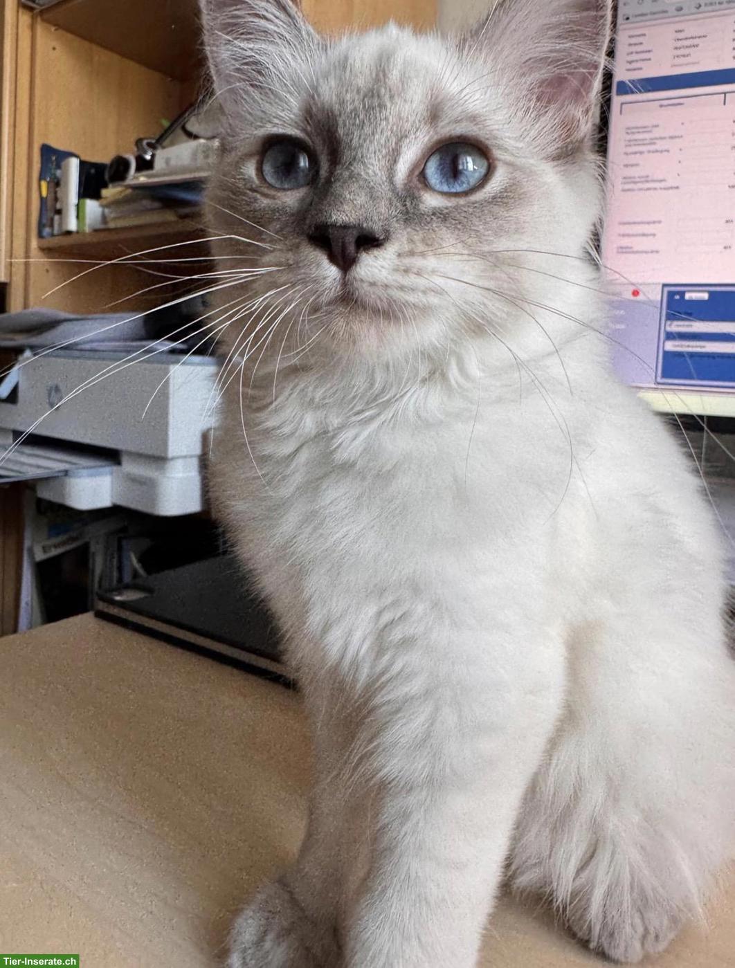 Bild 3: Heilige Birma Katze, Prinzessin sucht liebevolles Zuhause