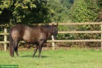 4-jährige Quarter Horse Stute zu verkaufen