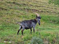 Capra Grigia Ziegenbock zu verkaufen