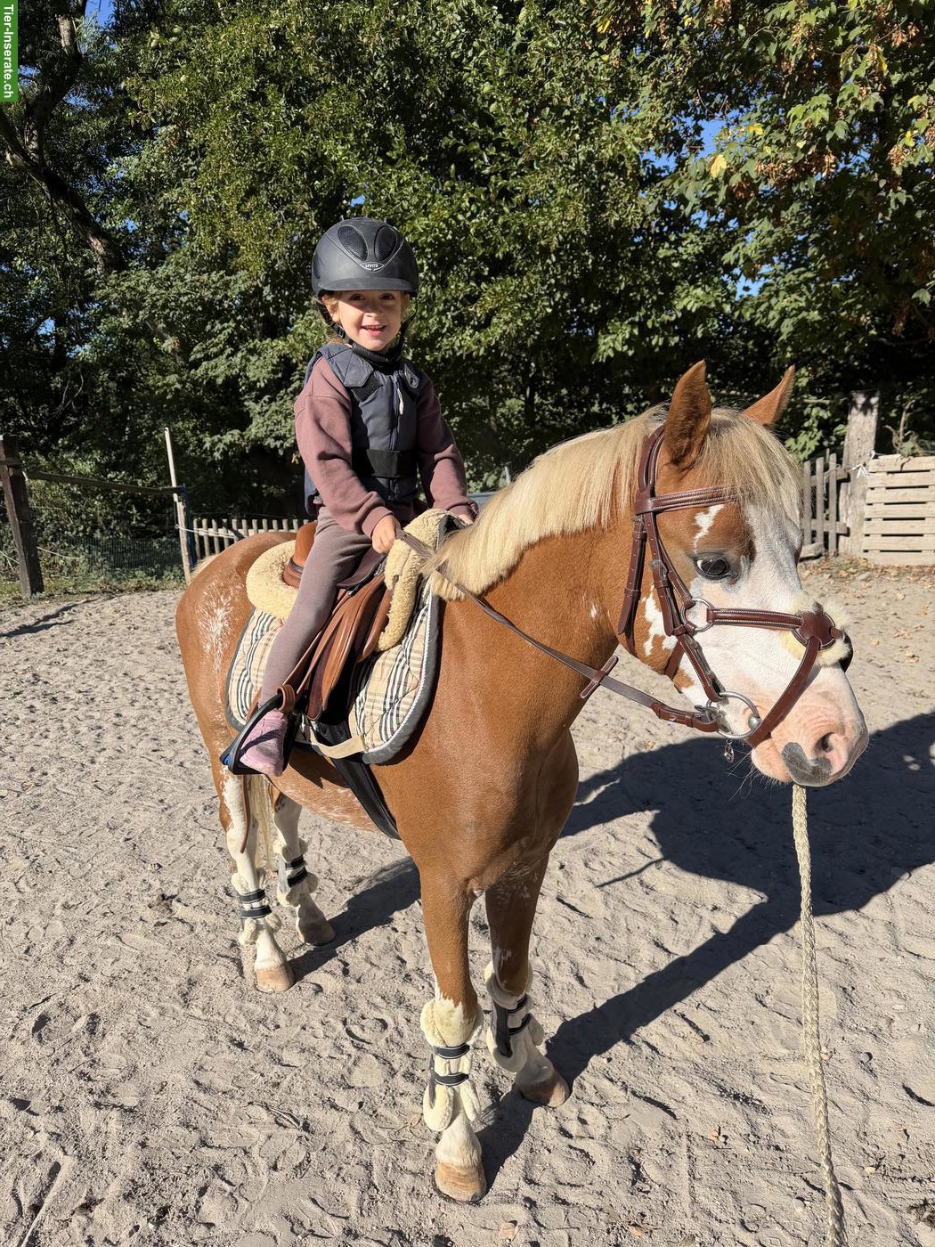 Reitbeteiligung für wunderschönes Welsh Sportpony im Elsass