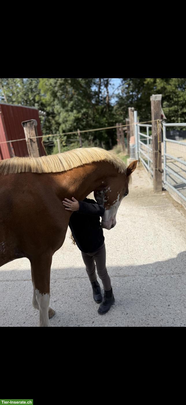 Bild 2: Reitbeteiligung für wunderschönes Welsh Sportpony im Elsass