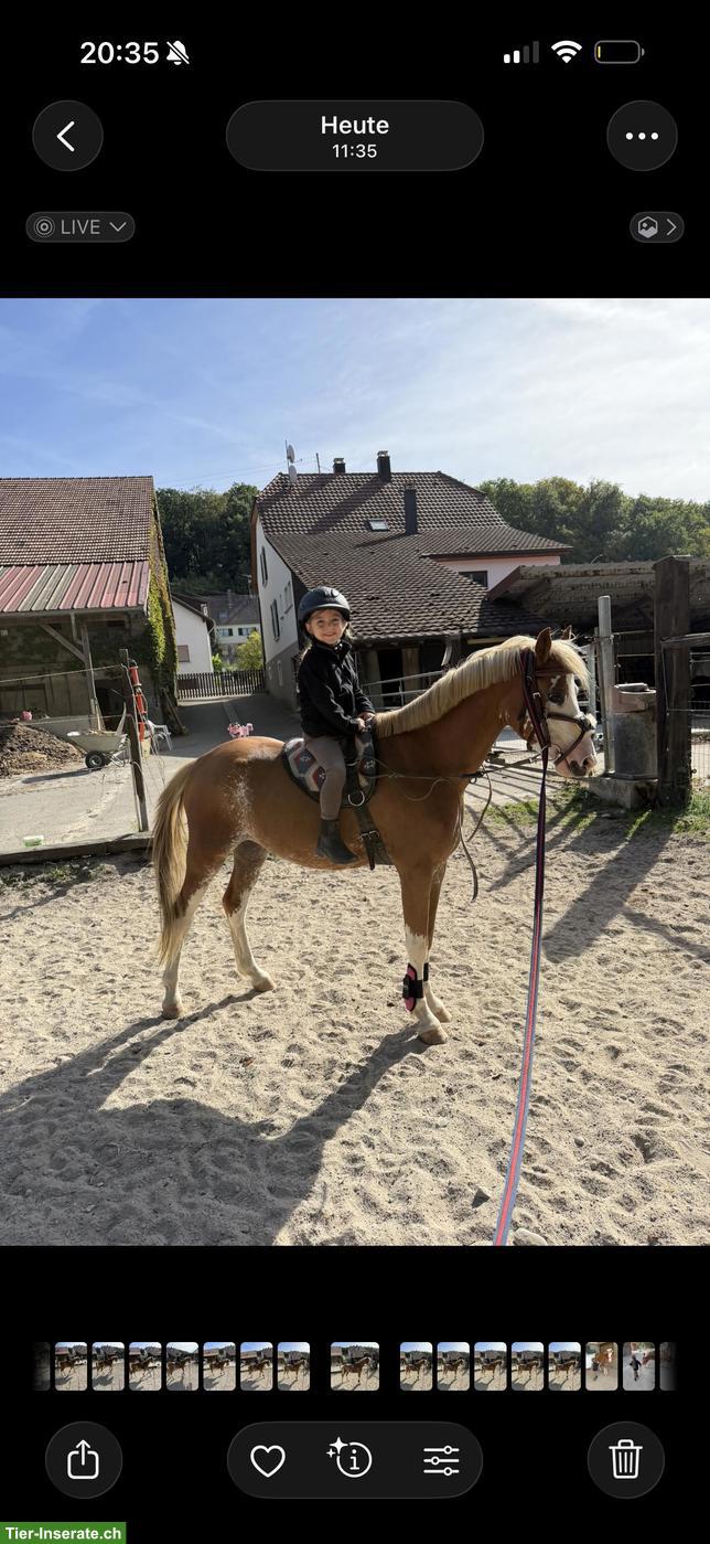 Bild 4: Reitbeteiligung für wunderschönes Welsh Sportpony im Elsass