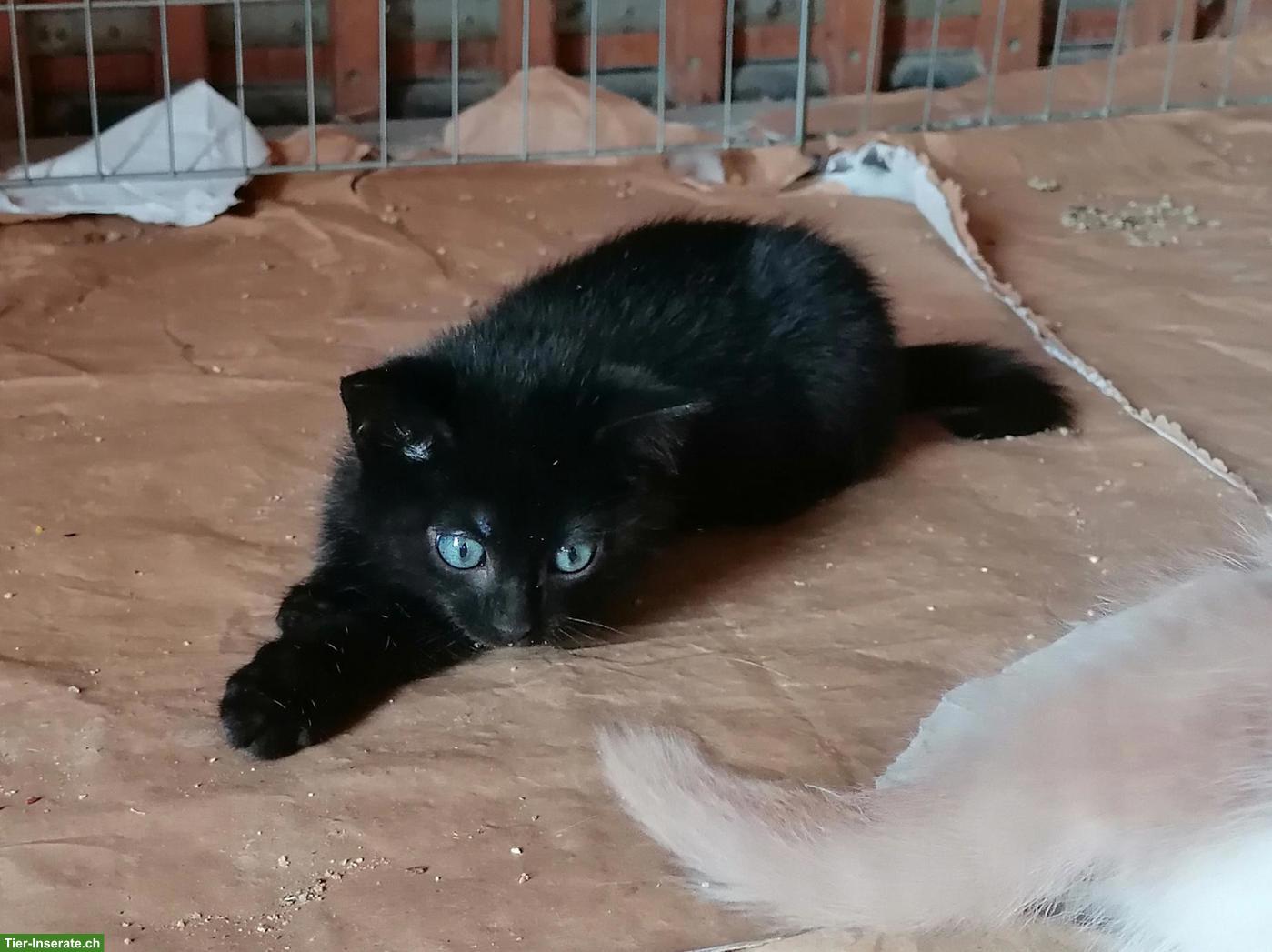 Schwarzes Kitten, Kater zu verkaufen