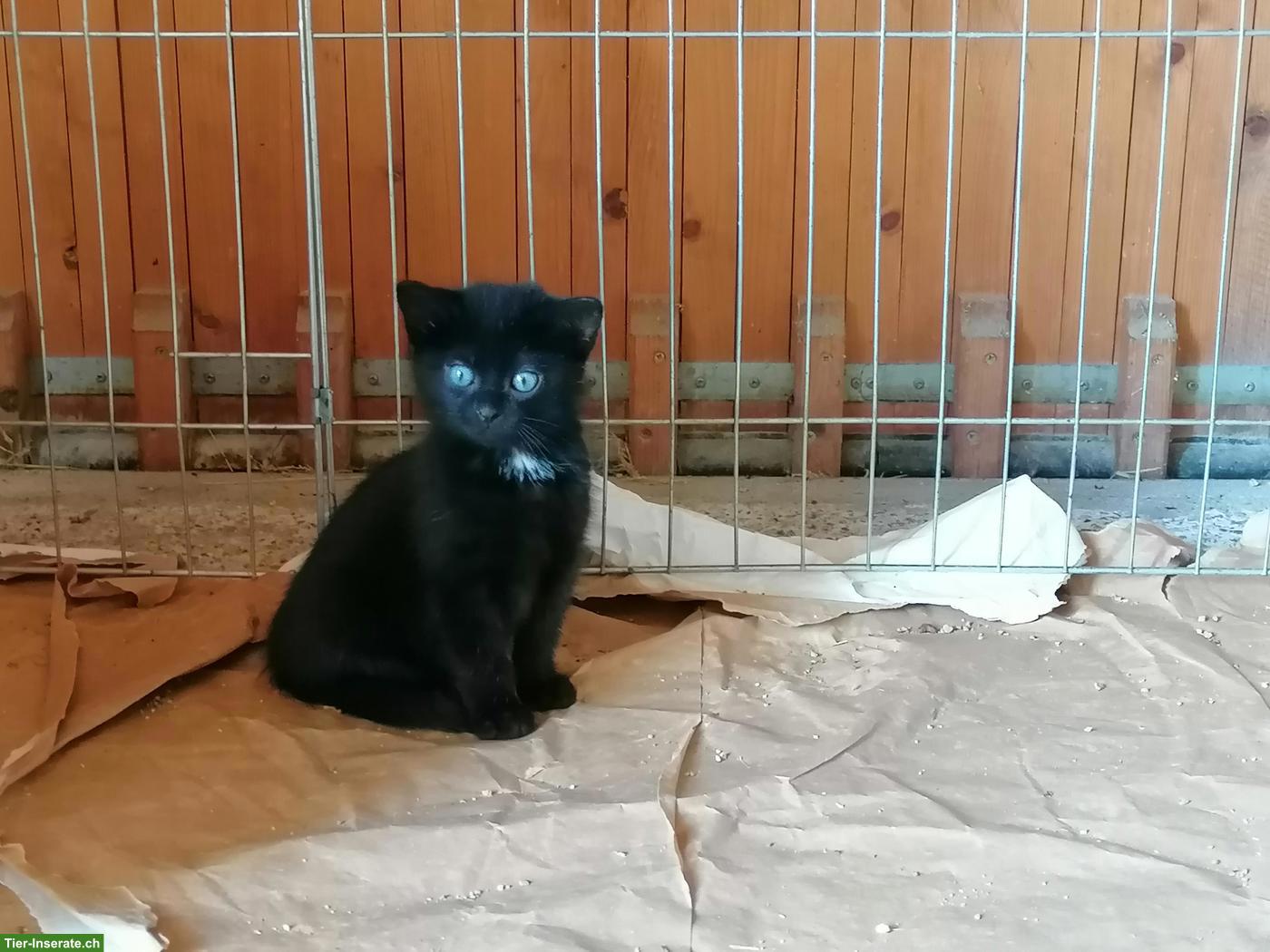 Bild 2: Schwarzes Kitten, Kater zu verkaufen