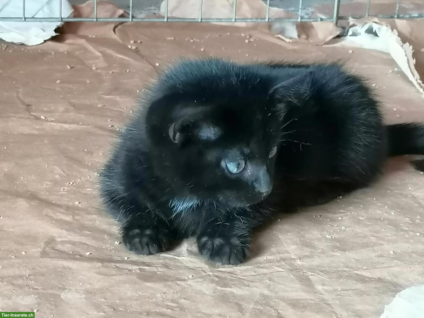 Bild 3: Schwarzes Kitten, Kater zu verkaufen