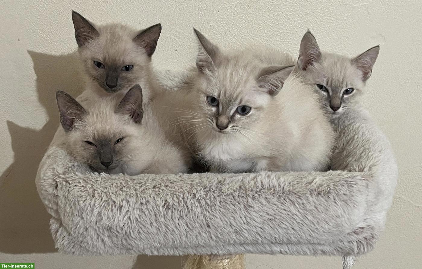 4 Siamkätzchen-Typ: 2 Kater und 2 Weibchen