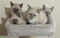 4 Siamkätzchen-Typ: 2 Kater und 2 Weibchen