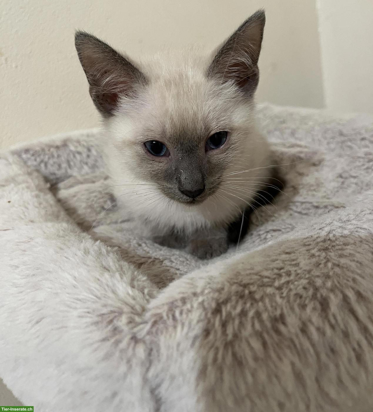 Bild 4: 4 Siamkätzchen-Typ: 2 Kater und 2 Weibchen