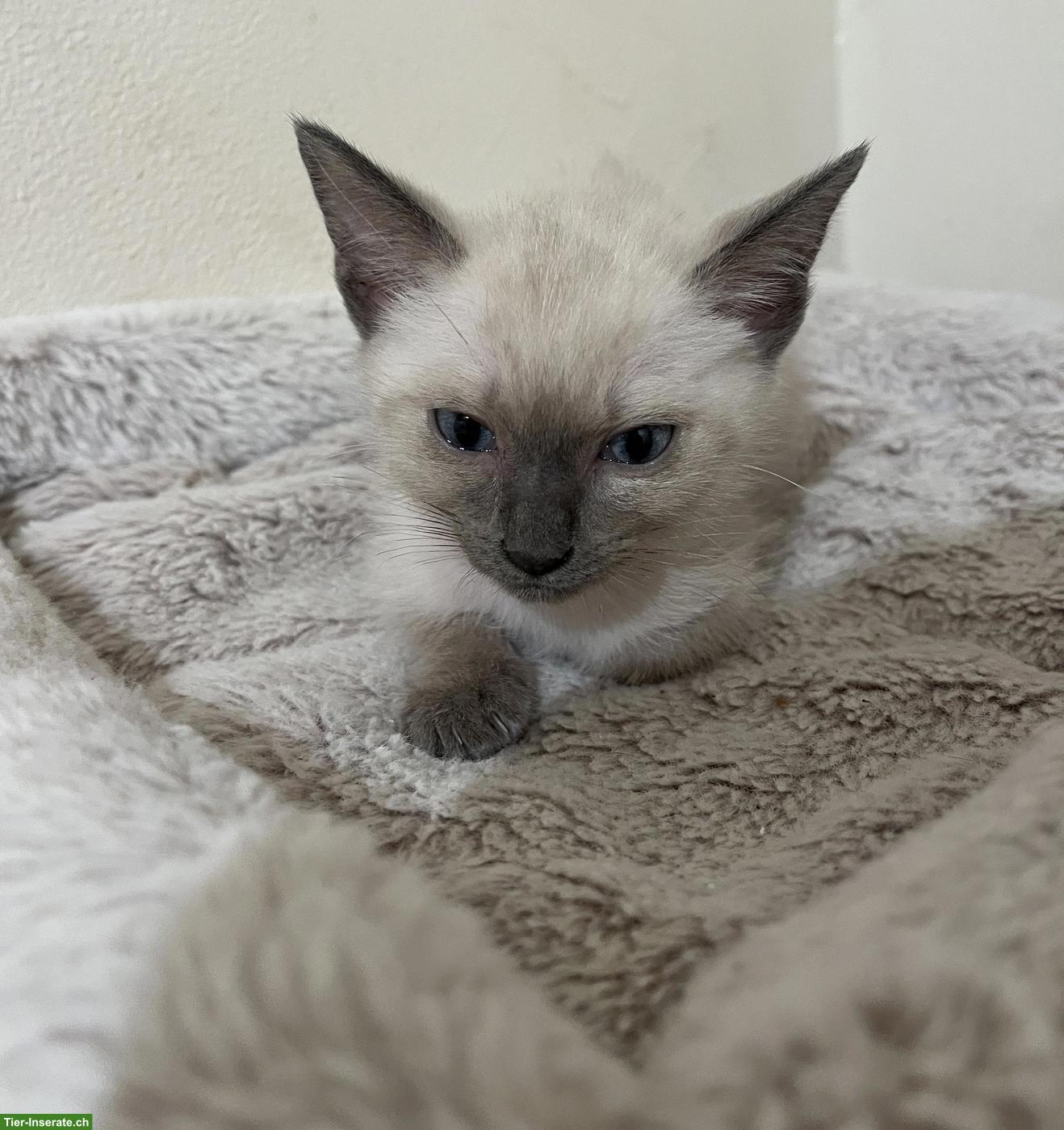 Bild 5: 4 Siamkätzchen-Typ: 2 Kater und 2 Weibchen