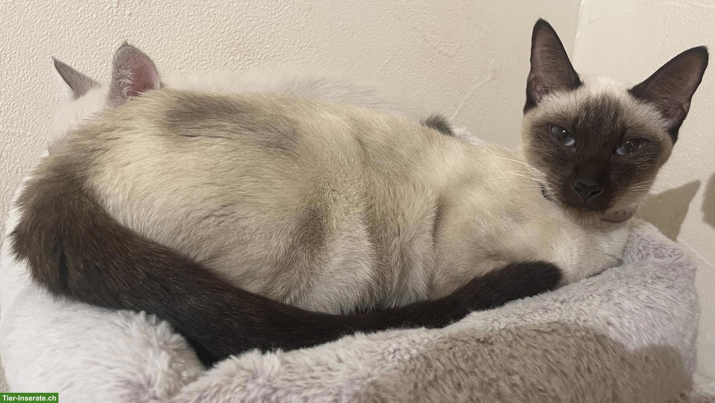 Bild 6: 4 Siamkätzchen-Typ: 2 Kater und 2 Weibchen