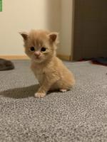 Wir haben reinrassige Maine Coon Kitten, weiblich