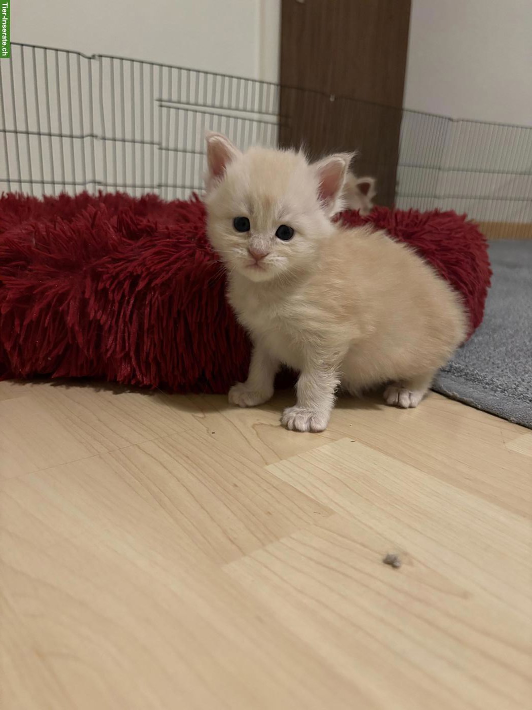 Bild 2: Wir haben reinrassige Maine Coon Kitten, weiblich