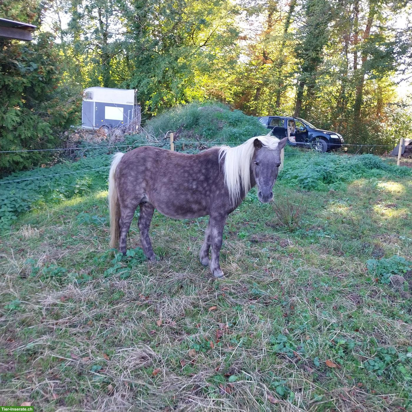 Classic Pony Stute zu verkaufen