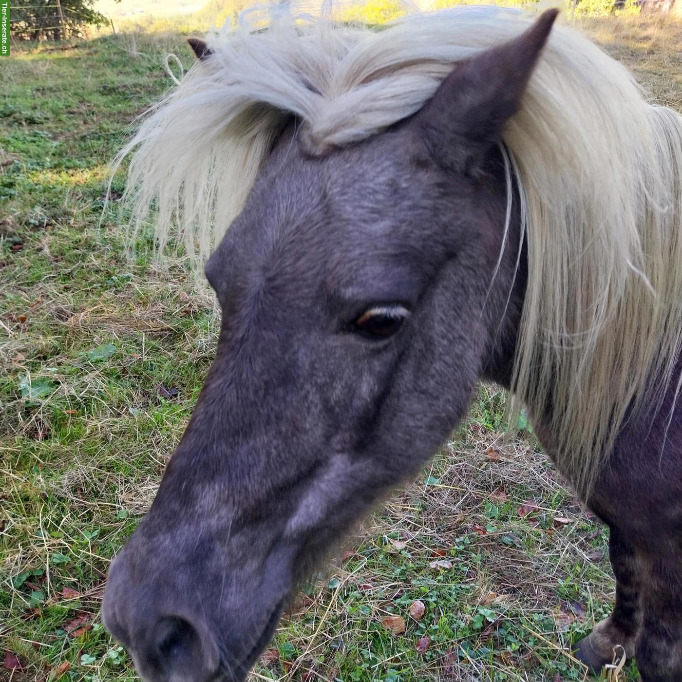 Bild 2: Classic Pony Stute zu verkaufen